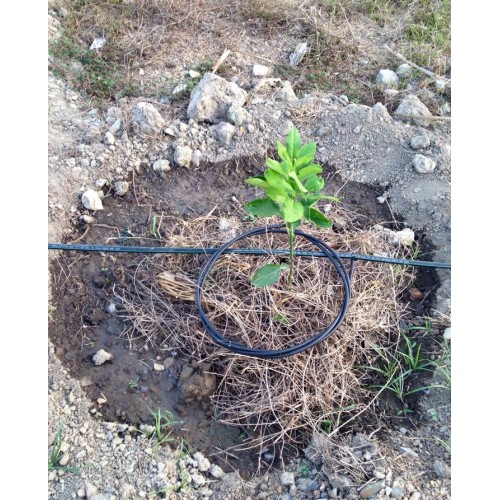 Tưới nhỏ giọt quấn quanh gốc 8mm Netafim - Israel Tưới nhỏ giọt quấn quanh gốc 8mm Netafim - Israel